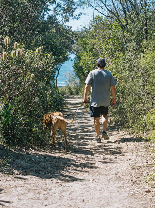 Man walking a large dog on a coastal bush track, paralysis tick country