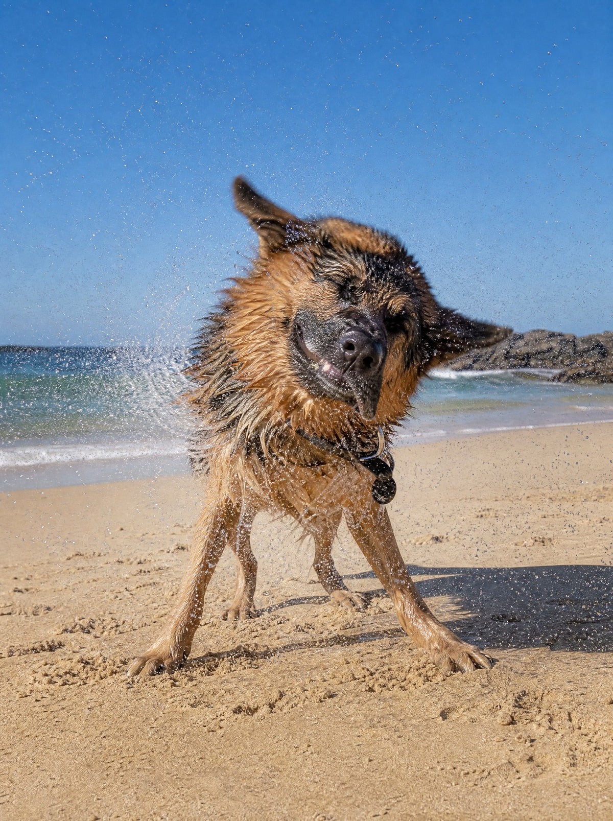 German Shepherd shaking off seawater at the beach, protection that swimming does not wash off