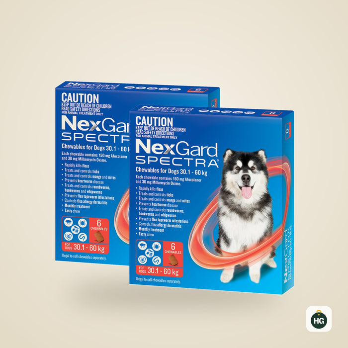 NexGard Spectra for dogs 30.1–60kg, 12 pack (two boxes of six chews)