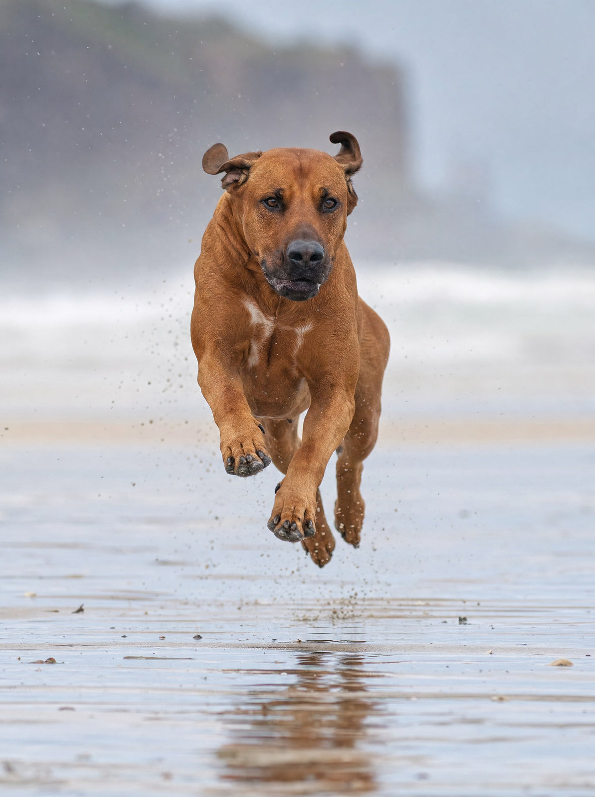 Rhodesian Ridgeback running on a beach at low tide