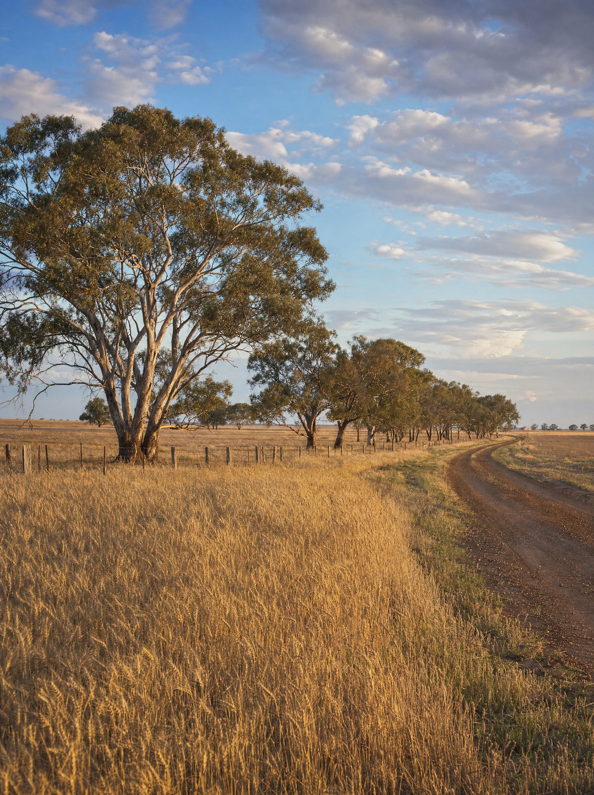 Wheat paddock and gum trees in central-west New South Wales