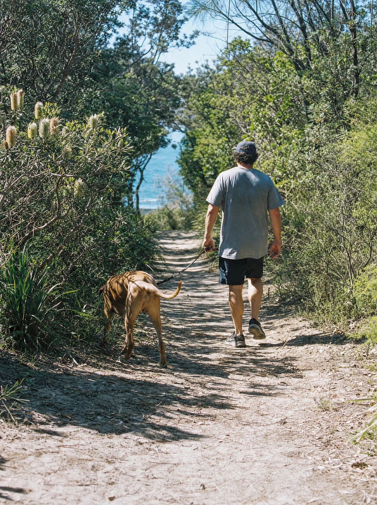 Man walking a large dog on a coastal bush track