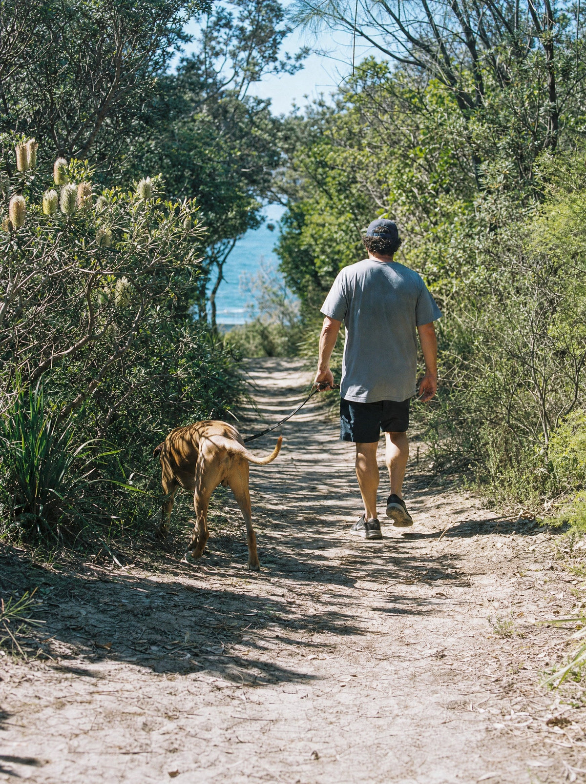 Man walking a large dog on a coastal bush track, paralysis tick country